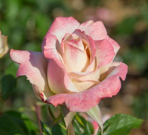 CANDY PERFUMELLA (hybrid tea)